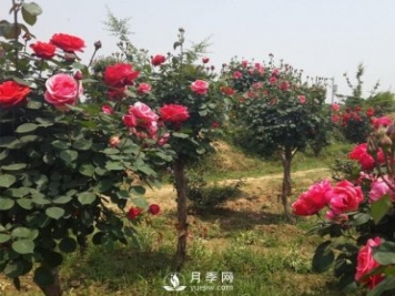 月季樹(shù)長(cháng)得好好的為什么要嫁接呢？