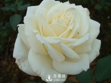 南陽(yáng)大花月季早春管理注意事項介紹
