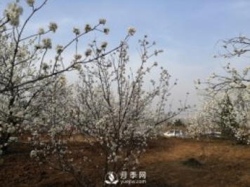 南陽(yáng)鎮平：萬(wàn)畝櫻花競相綻放