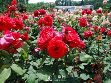 工程綠化用月季及其養護管理措施