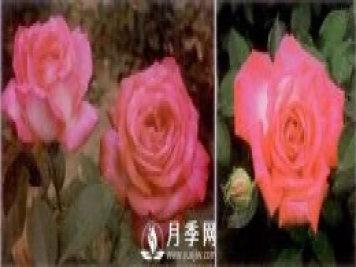 俞紅強團隊自育月季新品種有哪些？
