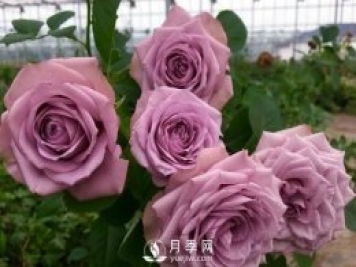 40種藍紫色月季品種大盤(pán)點(diǎn)，經(jīng)典品種都在這了