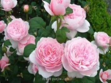 瑞典女王月季一年開(kāi)幾次花？有哪些優(yōu)缺點(diǎn)？