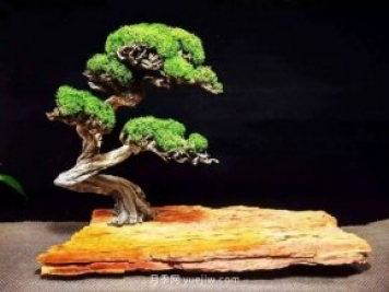 最全花木盆景分類(lèi)，輕松掌握各種花木適合如何造型