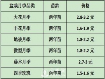 2021年春季盆栽月季市場(chǎng)報價(jià) 盆花月季多少錢(qián)一棵？