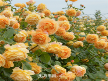 新手推薦3款月季品種，四季花開(kāi)不斷越養越上癮