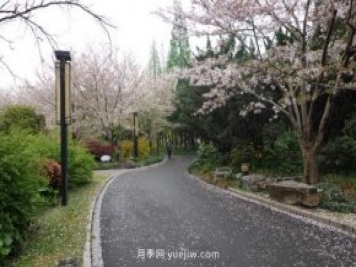 實(shí)測3款“識花小程序”，讓你再也不愁認錯花