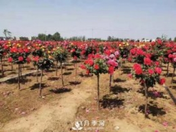 安徽阜陽(yáng)網(wǎng)紅打卡地誕生：阜南恒居月季花海等您來(lái)！