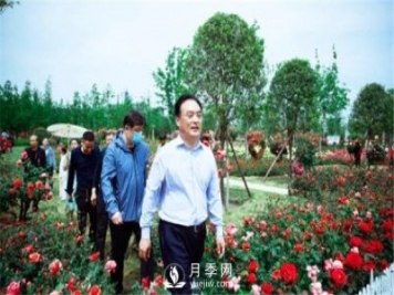 淅川的月季景觀(guān)格局呈現