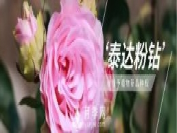 天津泰達集團4個(gè)耐鹽堿月季新品種獲國家林草局授權