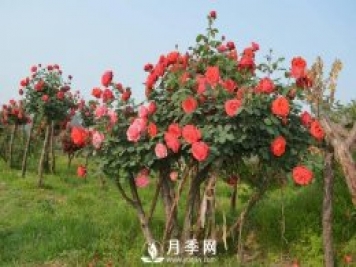 分享罕見(jiàn)的月季古樁樹(shù)