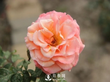 泰達秋月月季的優(yōu)缺點(diǎn)是什么？