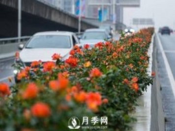 月季花期可調控，看武漢10月中旬月季花艷麗開(kāi)放