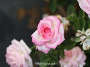 新手必備9個(gè)大花月季經(jīng)典品種，不可錯過(guò)的美人