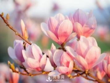 庭院種植玉蘭，解決4個(gè)問(wèn)題香滿(mǎn)庭院