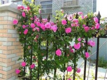 一年四季開(kāi)花不斷，花墻花柱造型任你塑造