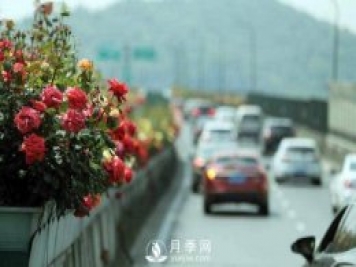 連日陰雨，杭州高架花廊的月季能如期盛開(kāi)嗎？4月中旬盛開(kāi)