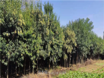 南陽(yáng)方城：柳河鎮小小風(fēng)景樹(shù) 寬闊脫貧路