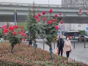 早開(kāi)5天，武漢月季提前步入花海檔期