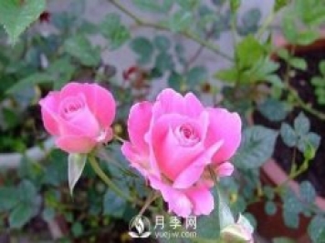 1種酸泡2小時(shí)，月季扦插生根快，白根長(cháng)10厘米，生根13條