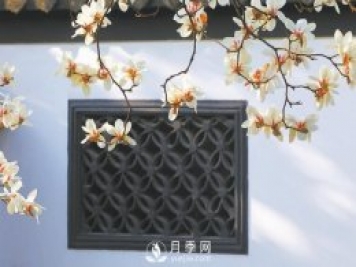 紫玉蘭名為辛夷，其實(shí)是份“心意”！了解玉蘭文化