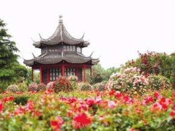 看月季賞艾草 南陽(yáng)臥龍區七里園鄉達士營(yíng)村開(kāi)街迎賓