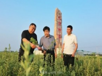 深圳發(fā)展銀行代表考察社旗縣橋頭鎮艾草產(chǎn)業(yè)