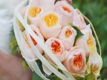 真宙月季和朱麗葉月季進(jìn)行對比，優(yōu)缺點(diǎn)一目了然