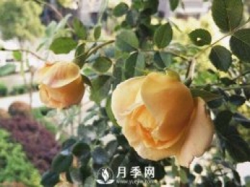 黃金慶典，艾莎，陽(yáng)臺黨必入月季品種，大美花型和香味