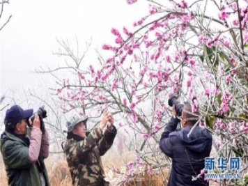 云南彌勒：冰凌桃花美如畫(huà)
