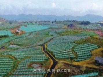 四川南充：構建特色農業(yè)產(chǎn)業(yè)體系 打造鄉村振興樣板
