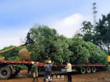 苗木旺季，想掙穩當錢(qián)，苗木物流運輸很重要