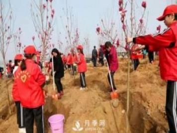南召玉蘭：義務(wù)植樹(shù)7萬(wàn)余株 共建綠色家園