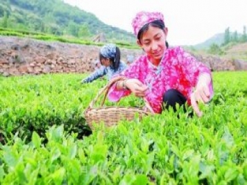 蘭陵鄉村振興：廣袤田間鋪展多彩畫(huà)卷