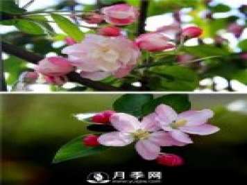 海棠花，與牡丹、蘭花、梅花并稱(chēng)為“中國春花四絕”