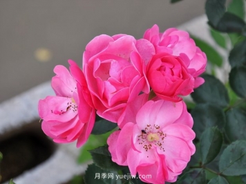 推薦種過(guò)的6個(gè)藤本月季，各有優(yōu)缺點(diǎn)