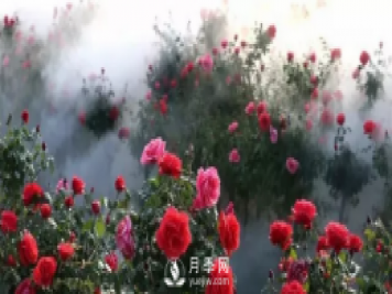 醉美人間四月好 月季花海南陽(yáng)城