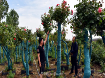 古樁月季繁花似錦，美麗經(jīng)濟花開(kāi)鎮平