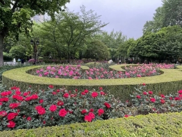 上海復興公園月季園，月季花開(kāi)獻給市民的視覺(jué)盛宴