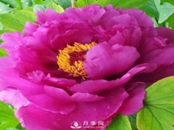 牡丹花中之王，推薦8個(gè)品種絕對驚艷到你