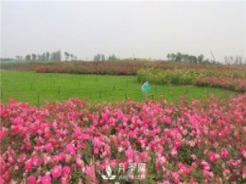 多頭豐花月季有那些品種，豐花月季排行榜！