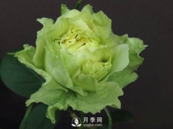 月季的嫁接方法你知道嗎？