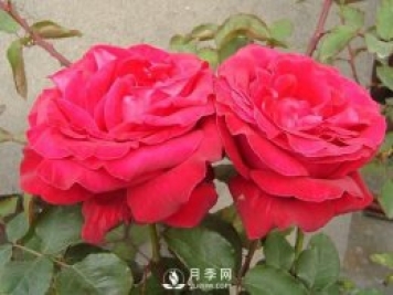 藤本月季如何多開(kāi)花？裸根灌木月季如何種植？