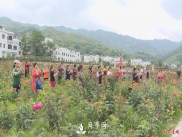 湖北通城：月季賞花經(jīng)濟打造美麗鄉村新面貌