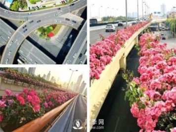 月季園林大觀(guān)，月季扮靚各大城市！