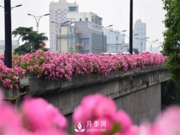 杭州高架“網(wǎng)紅月季花”都有那些品種？