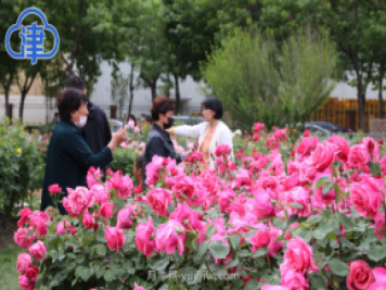 稀有月季品種競相綻放 天津經(jīng)開(kāi)區成月季花城