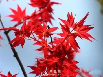 成都園林綠化中景觀(guān)樹(shù)選擇和知識