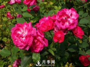 你知道人家那月季花開(kāi)的好又多 原來(lái)他們是這樣施肥的