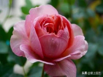 推薦3個(gè)優(yōu)秀的冷門(mén)月季品種，也許還在誰(shuí)的花園里爭美